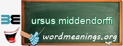 WordMeaning blackboard for ursus middendorffi
